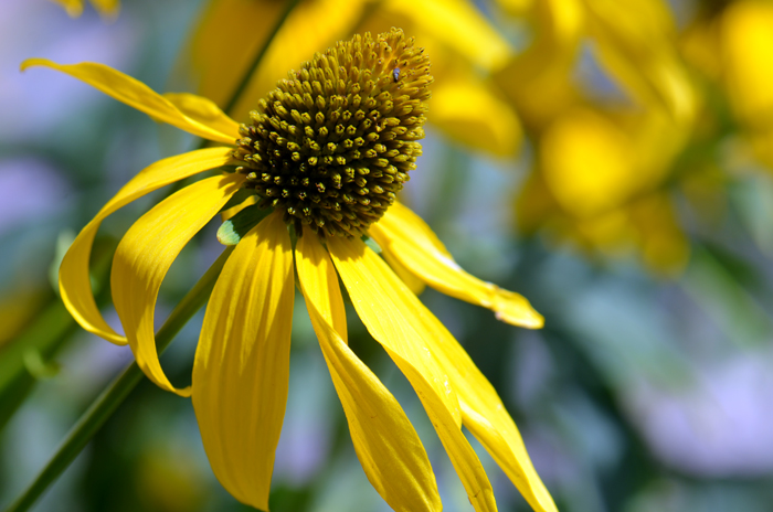 Cutleaf Coneflower, so called because the center of the flower looks like a pine cone as shown in the photo. Rudbeckia laciniata